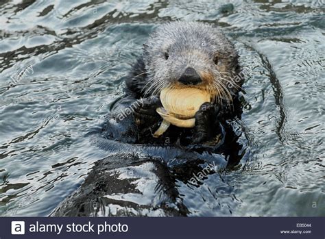 A sea otter, Enhydra lutris, eating a clam while resting on its back Stock Photo: 75712564 - Alamy