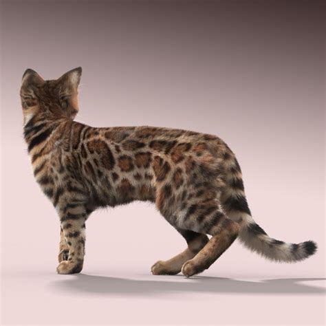 Bengal cat FUR 3D Model .max .obj - CGTrader.com