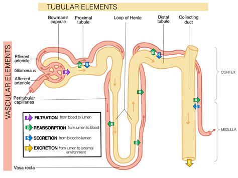 Glomerular Filtration – Human Physiology