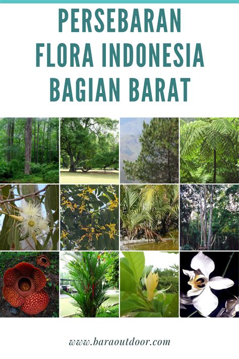 Persebaran Flora Indonesia Bagian Barat | Flora, Indonesia, Gambar ...