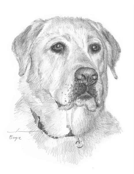 http://MikeTheuer.com This 11x14 drawing of a yellow Labrador which ...