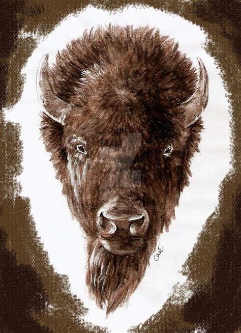 Buffalo Tattoo Design by CassandraReitzig on DeviantArt