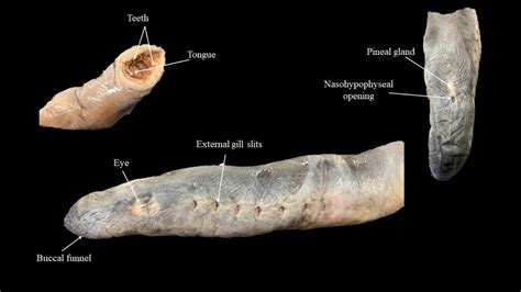 Adult lamprey | Atlas of Comparative Vertebrate Anatomy