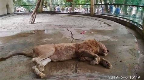 Petition · Save the Severely Malnourished Lion at Bangladesh National ...