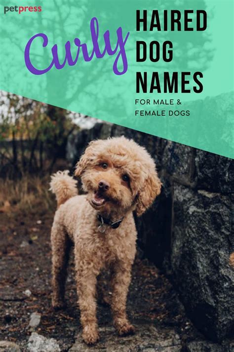 230 Best Curly-Haired Dog Names - PetPress