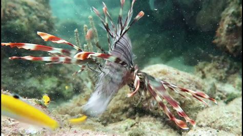 Lionfish Feeding - YouTube