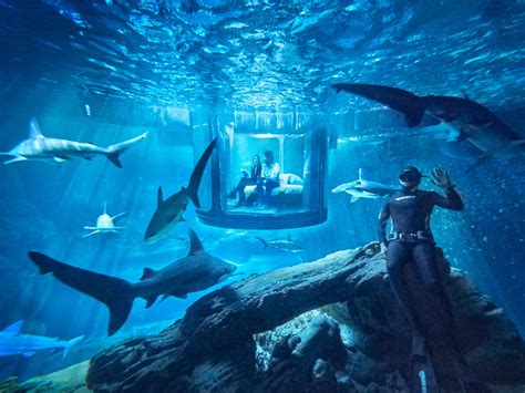 Airbnb Wants You to Sleep With Sharks - Condé Nast Traveler