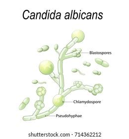 Candida Albicans Microscope Slide