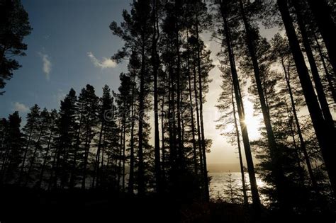 Looking through Sitka Spruce Trees, Silhouetted Against Kielder Reservoir on a Stormy Day Stock ...