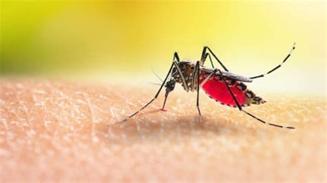 World Malaria Day 2023: 7 deadly long-term effects of Malaria | Health - Hindustan Times