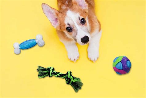 A Guide to Choosing the Best Toys for Your Dog | Multipet