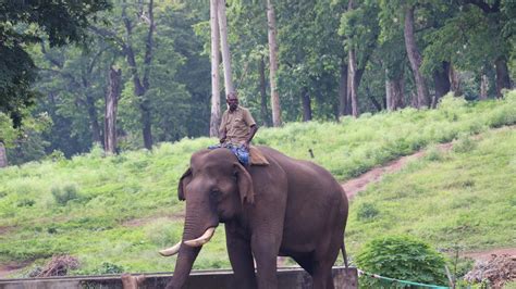 Kumki elephant Chinnathambi to step into the shoes of legend Kaleem - The Hindu