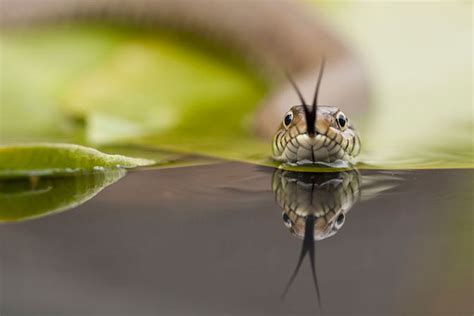 The British Wildlife Photography Awards 2012