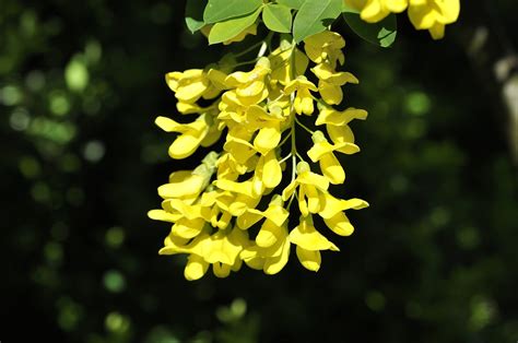 Laburnum Plant Garden - Free photo on Pixabay