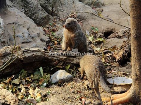 Beijing Zoo Animals - Beijing Zoo Photos