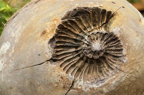 Fossils: Fossils Definition Biology