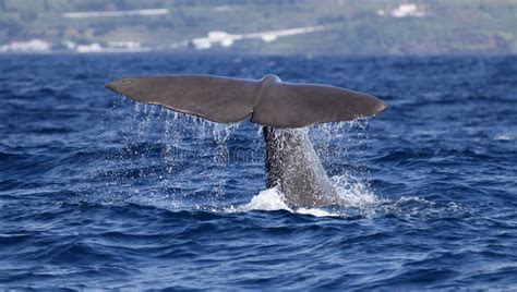 Whale Watching Azores Islands - Sperm Whale 02 Stock Image - Image: 27067331