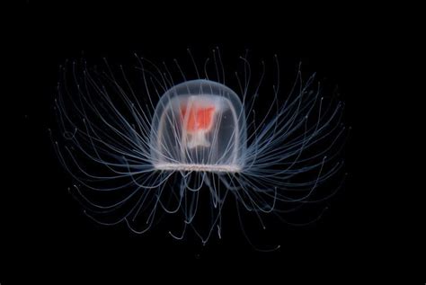 Turritopsis dohrnii - Alchetron, The Free Social Encyclopedia