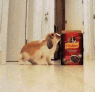 This bunny chasing a bunch of carrots tied to a roomba. | Cute small ...