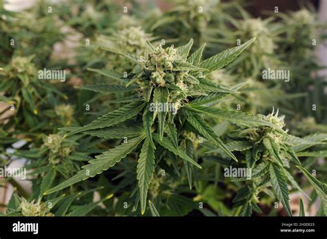 Cannabis blooming flowers close-up. Marijuana bush with big trichomes ...