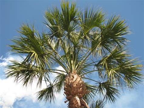 Sabal Palmetto | State Symbols USA