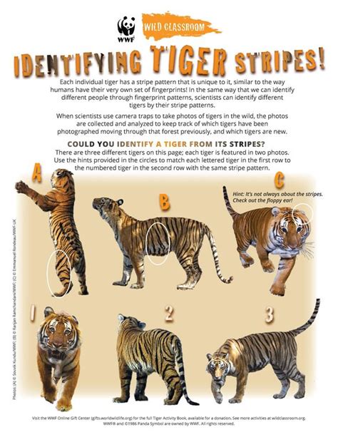 Teaching Tools about Tigers and Forests | Educators Toolkits | WWF