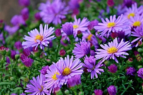 Royalty-Free photo: Purple flowers photography | PickPik