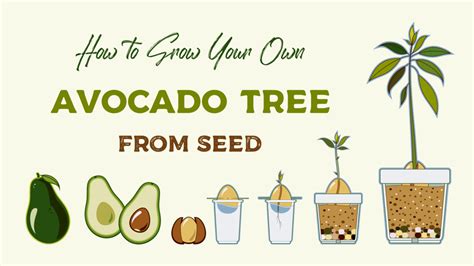 Growing an Avocado Tree from Seed | The Old Farmer's Almanac