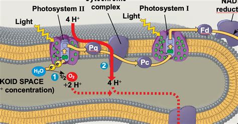 Graphic Photosynthesis