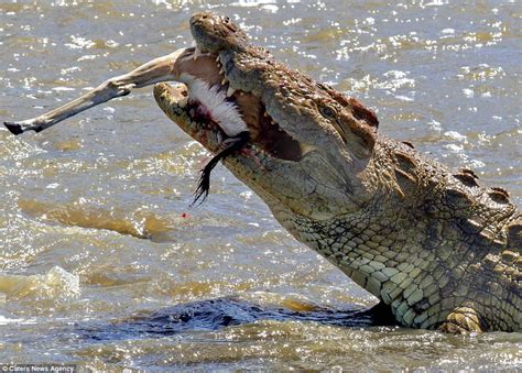 Giant crocodile devours gazelle in one savage bite after the animal ...