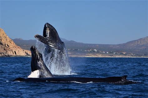 Humpback Whales During Migration