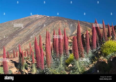 Flowering Echium Wildpretii (Tajinaste rojo), Parque nacional del Teide, Tenerife Stock Photo ...