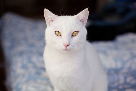 White Cat Breeds With Yellow Eyes - Dogs And Cats Wallpaper