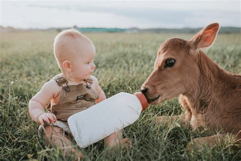 Baby Meets Calf for First Birthday Session | Farm baby, First birthday pictures, Baby cows