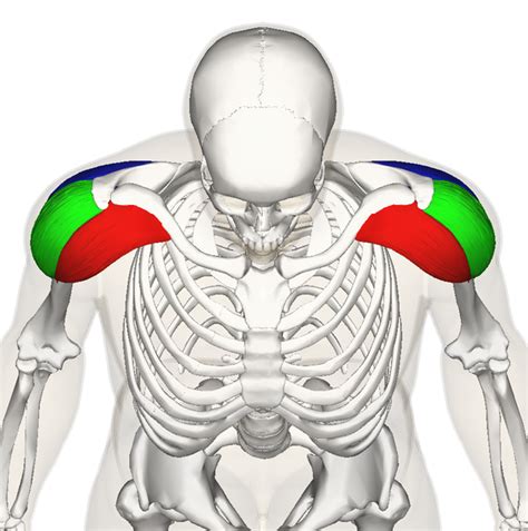 Fit Tip: The Deltoid Muscle - How to Work all Three Parts of the Shoulder - The Dailey Method