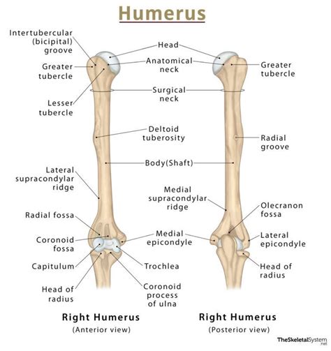 Humerus