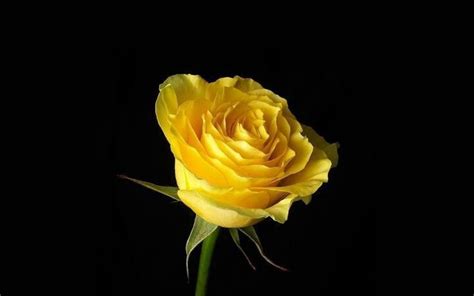 One Single Yellow Rose