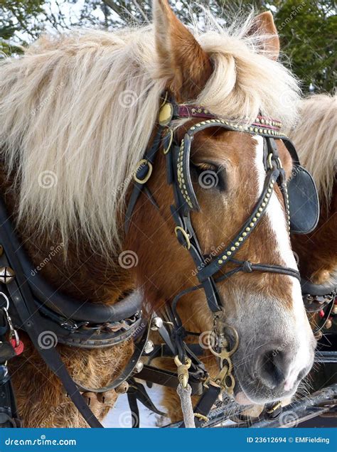 Sleigh Ride stock photo. Image of horse, harness, farm - 23612694