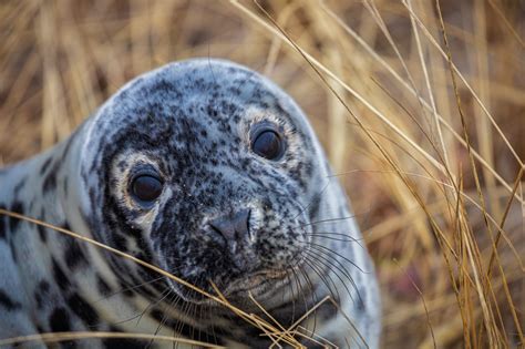 Grey Seal Pup Captures 2020 | Viral Ecology of Marine Mammals