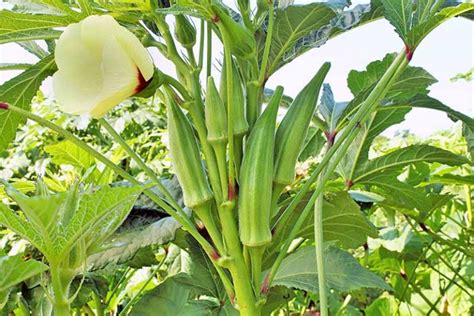 The 13 Best Okra Varieties for Your Vegetable Patch | Gardener’s Path