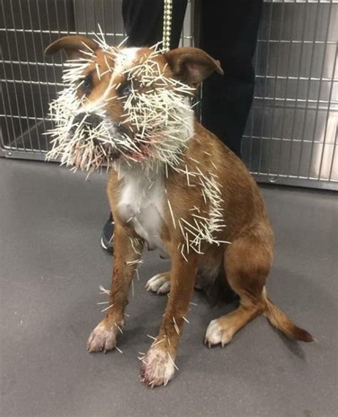 Vet warns pet owners of spike in porcupine encounters | CBC News