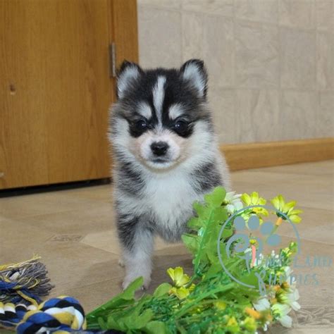 Pomsky Puppies for sale near me | Pomsky Puppies For Adoption