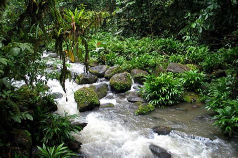 Valuating Rainforest Ecotourism in Costa Rica | Raxa Collective