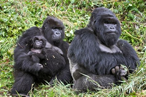 Adventure Uganda Safaris - Gorilla Safaris and Wildlife Tours in Uganda ...