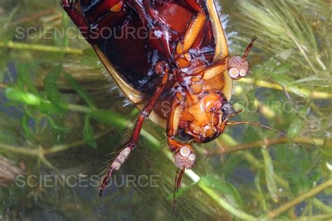 Photograph | Diving Beetle | Science Source Images