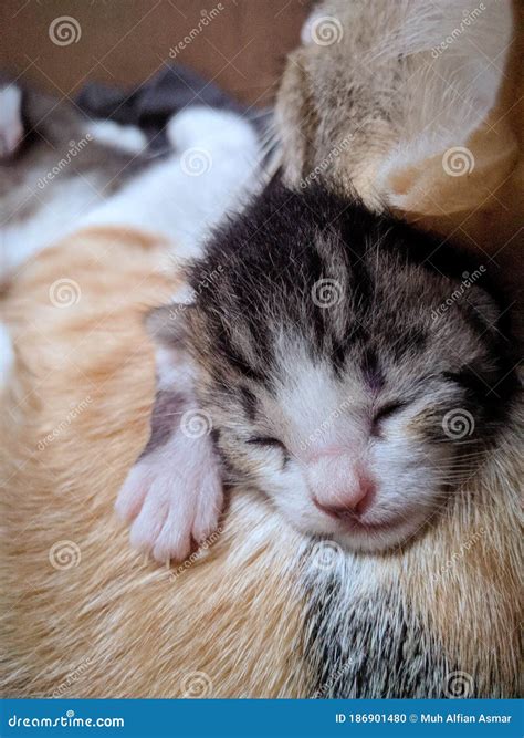 Cute Kitten Sleeping on Mom Stock Photo - Image of yellow, spring: 186901480