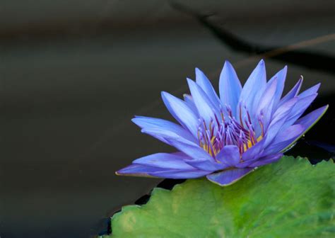 Meaning Of Lotus Flower In Egyptian Art | Best Flower Site