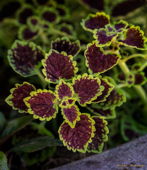 How to Successfully Grow Coleus as a Houseplant | Dengarden