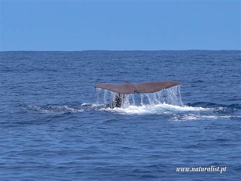 20230603| A day spent with 5 species of Odontoceti!!