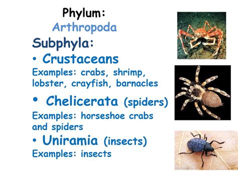 Common Group Name: Arthropods - ppt download